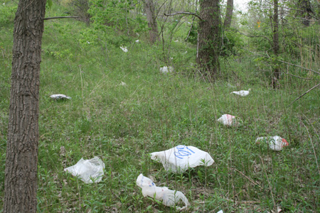 Plastic Bags Constantly Blow Off The Rapp Road "Landfill" And Kill Pine Bush Vegetation {Photo Bert Schou}