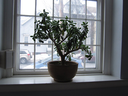 A Famous FUUSA Jade Plant In The Old Sanctuary