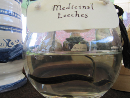 Live Leeches For Blood Letting