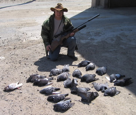 Controlling Pigeons In Northern California