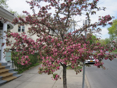 Apple Blossoms Blooming At The South Swan And Morton Avenue Bus Stop, April 2012 