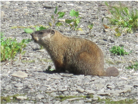 Woodchuck On A Nearby Island, Note The Rough Gravel