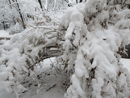 The Forsythia Bush In Our Side Yard