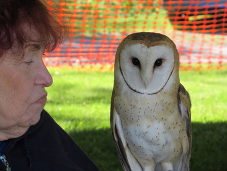 Barn Owl (On The Right) And Handler 