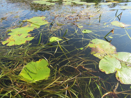 Decaying Lily Pads And Water Grass