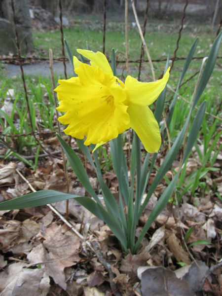 This Daffodil Was One Of The First Flowers To Emerge Around The Neighborhood