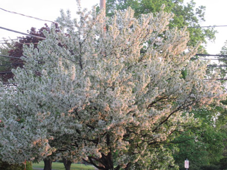 Blooming Ornamental Apple Tree Shortly After Dawn