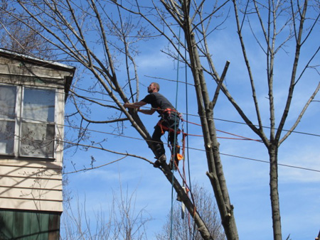 Cutting Down A Dying Tree In My Neighborhood, April 2017