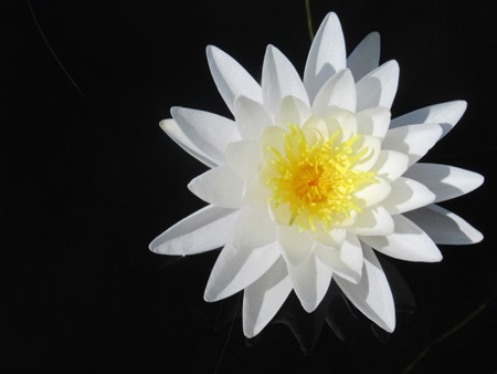 White Water Lily Flower… How Did I Take Such A Great Photo