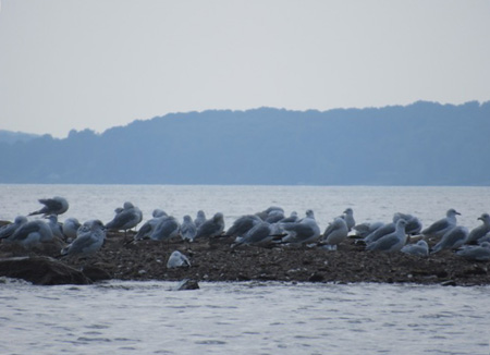 Seagull Convention, Great Lake Sacandaga