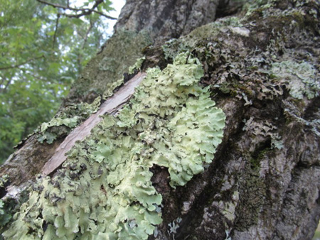 Lichen On A Tree, Great Sacandaga