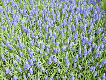 Muscari Armeniacum Hyacinth