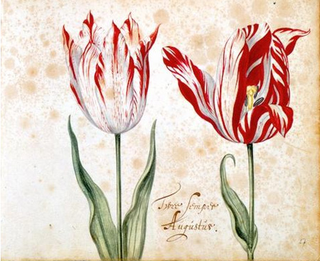 Legendary Semper Augustus Tulip, Illustration From The 1630s