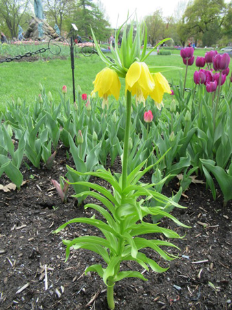 Yellow Fritilliaria Crown Imperial