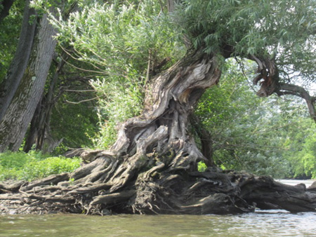 The Willow At The North End Of Stomy Island