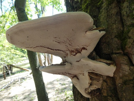 Underside Of The Fungus… Sorta Looks Like The Starship Enterprise