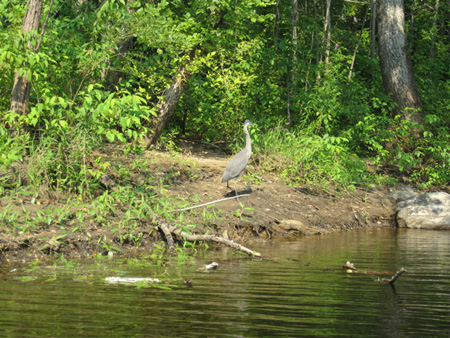 Blue Heron Watches Me . . .