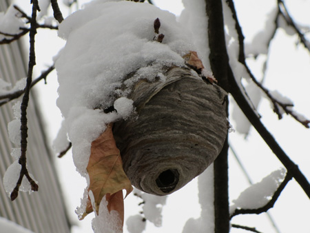 Hornet's Nest In Front Of My House