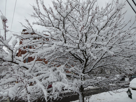 The Ornamental Apple Tree I Planted At The Corner Of Morton Avenue And South Swan Street Like 20 Years Ago, Thanksgiving Morning