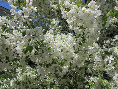 Ornamental Apple Tree Near My House That Same Morning