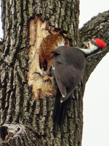 Look What This Woodpecker Has Done To My Tree