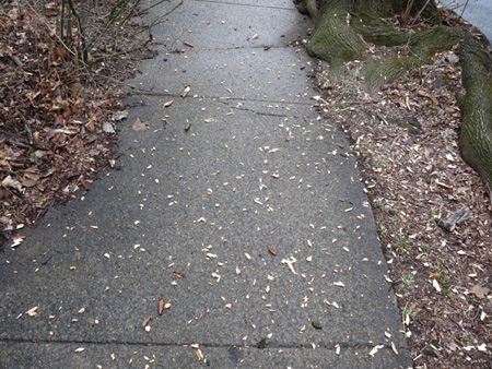 Wood Chips Littering My Sidewalk Nicely Compliment The Lawn Trash Left From Last Year