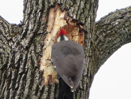 The Head Is A Blur As This Pileated Woodpecker Drills