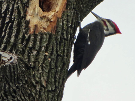 Woodpecker Takes A Short Break