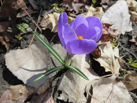 First Flower Of March Popping Through The Leaf Litter