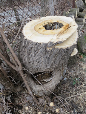 The Stump: This (Ash?) Tree Was Not Long For This World