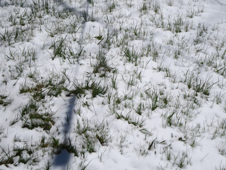 Growing Grass And Melting Snow