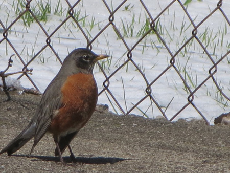 Robin And Snow In April