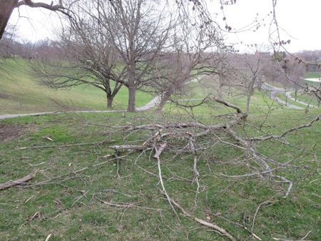 Fallen Branches In Lincoln Park