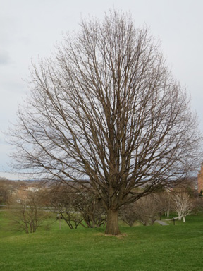 Is This an Ash Tree?