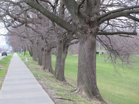 Maples Along Morton Avenue