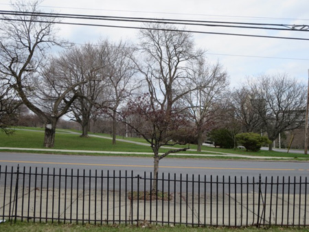 Looking Across Morton Avenue At Lincoln Park