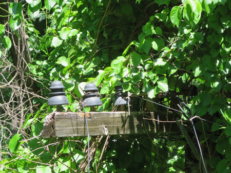 Old Powerlines Overgrown