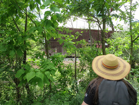 Look At The Hilton Barn From The Rail Trail About Where An Access Bridge Will Be Built